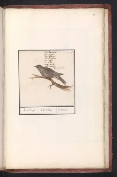 Koekoek (Cuculus canorus)
