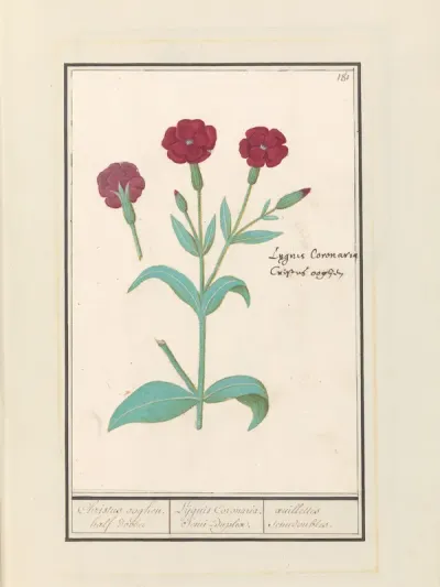 Koekoeksbloem (Lychnis) of Prikneus (Lychnis coronaria)