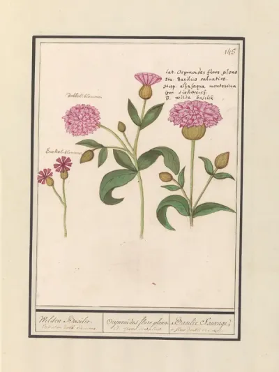 Koekoeksbloem (Silene dioica)