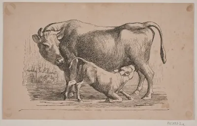 Koen og kalven