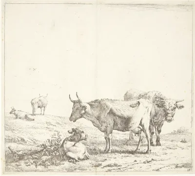 Koen, tyren og kalven