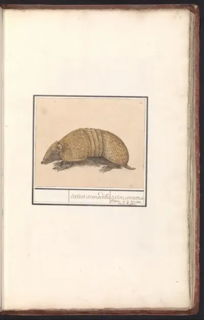 Kogelgordeldier (Tolypeutes matacus)