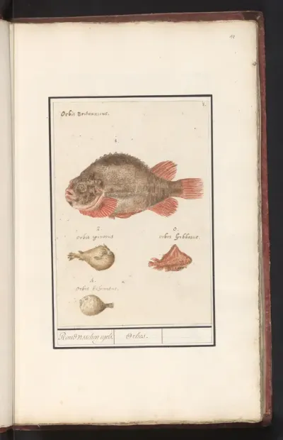 Kogelvissen (Tetraodontidae)