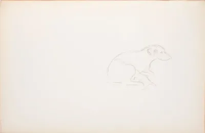 Koira