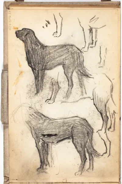 Koira, luonnos