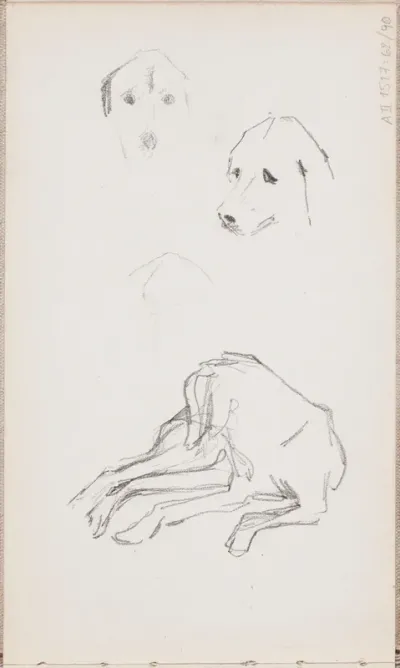 koira
