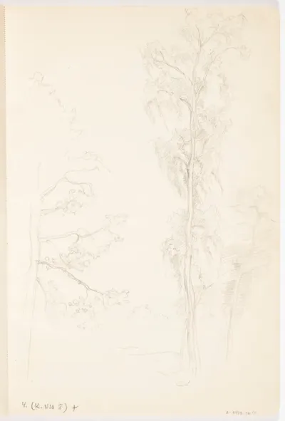 Koivuja. 1920- tai 1930-luvulta.