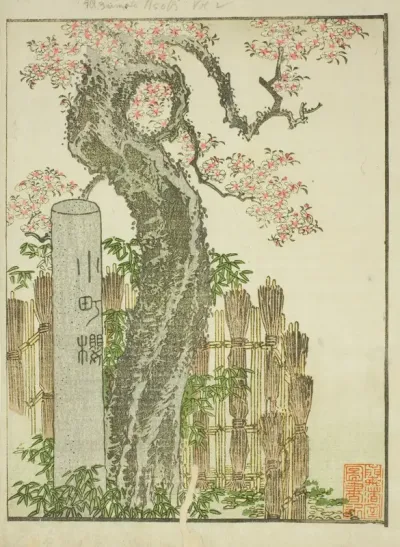Komachi Cherry Tree (Komachi zakura), from the illustrated book "Picture Book of Amusements of the East (Ehon Azuma asobi)"