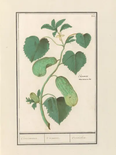 Komkommer (Cucumis sativus)