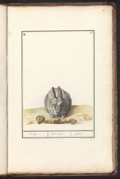 Konijn (Oryctolagus cuniculus)