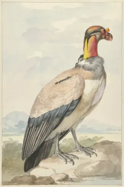 Koningsgier (Sarcoramphus papa)