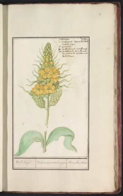 Koningskaars (Verbascum thapsus)