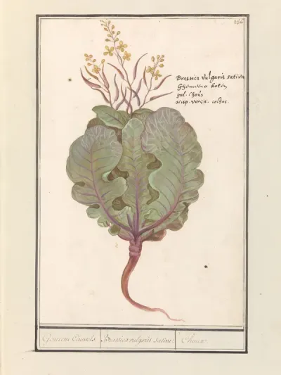 Kool (Brassica oleracea)