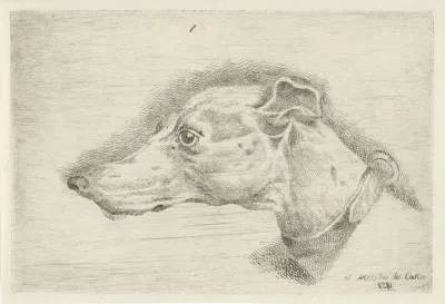 Kop van een hazewindhond