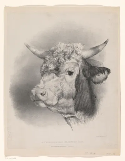 Kop van een hereford stier