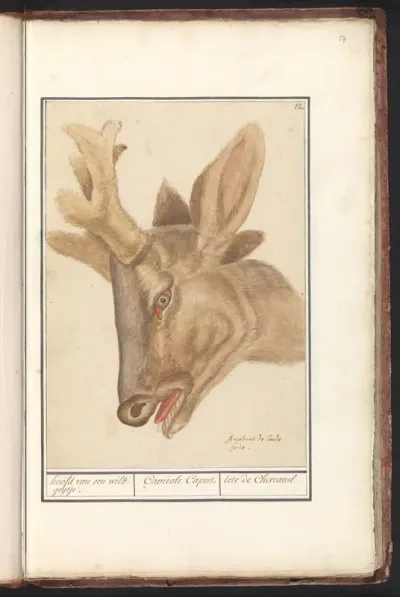 Kop van een hert (Cervidae)