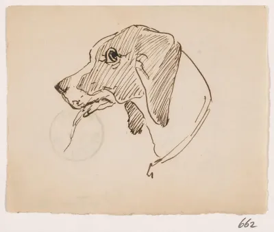 Kop van een hond