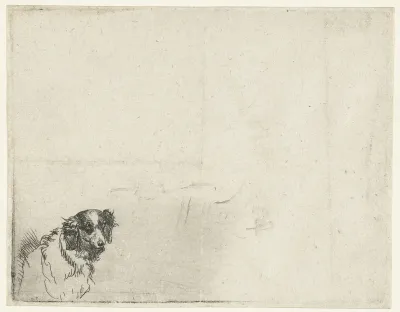 Kop van een hond