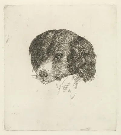 Kop van een hond