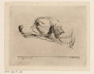 Kop van een hond