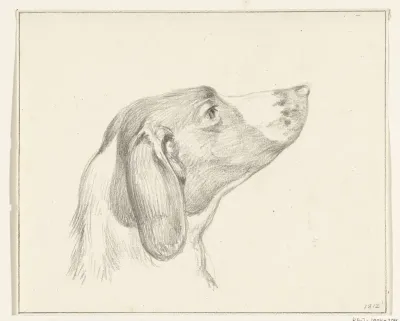 Kop van een hond, naar rechts