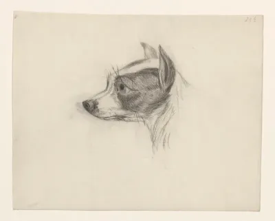 Kop van een hond