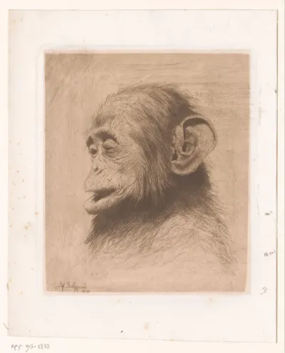 Kop van een jonge chimpansee