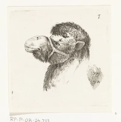 Kop van een kameel