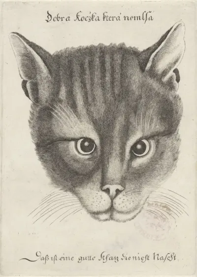 Kop van een kat
