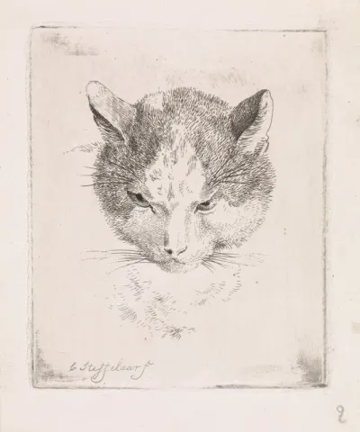 Kop van een kat
