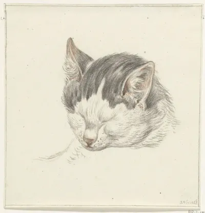 Kop van een kat, van voren