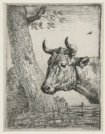 Kop van een koe