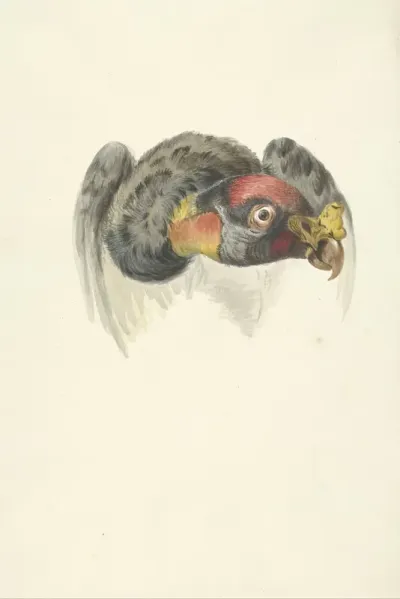 Kop van een koningsgier (Sarcoramphus papa)