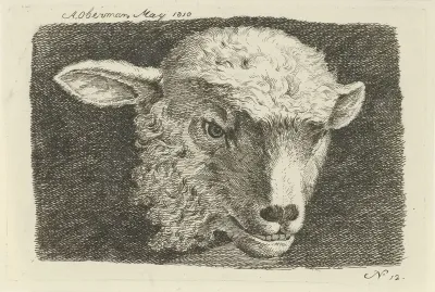 Kop van een lam