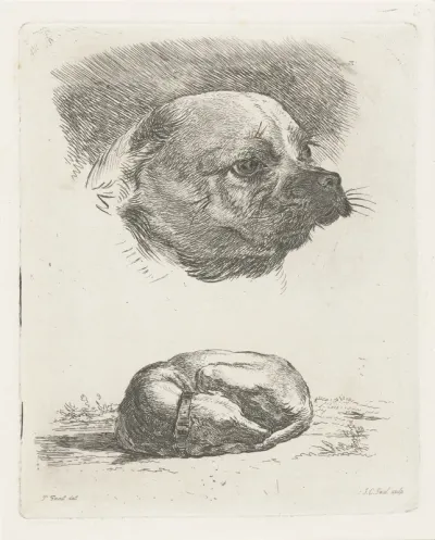 Kop van een mopshond en Slapende hond