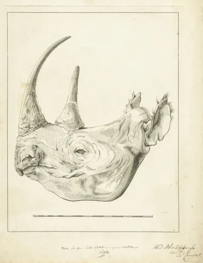 Kop van een neushoorn