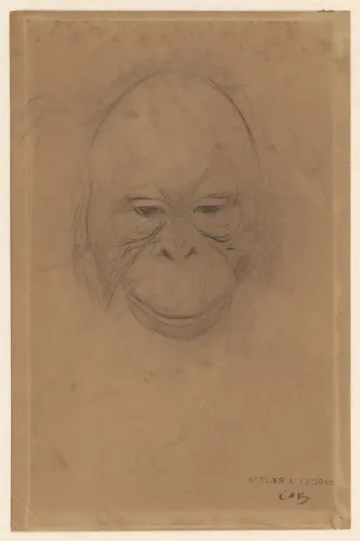 Kop van een orang-oetang
