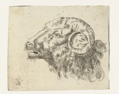Kop van een ram