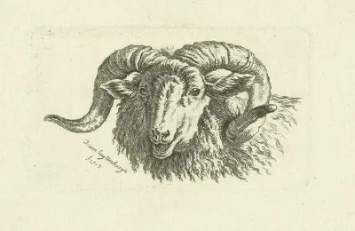 Kop van een ram