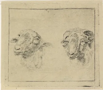 Kop van een ram en kop van een schaap