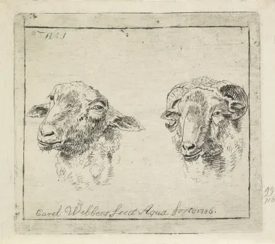 Kop van een ram en kop van een schaap