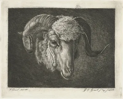 Kop van een ram met kromme horens