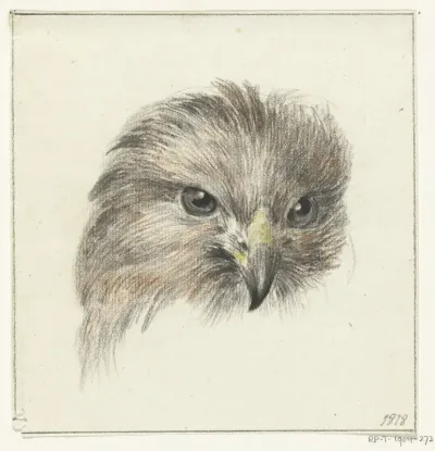 Kop van een roofvogel