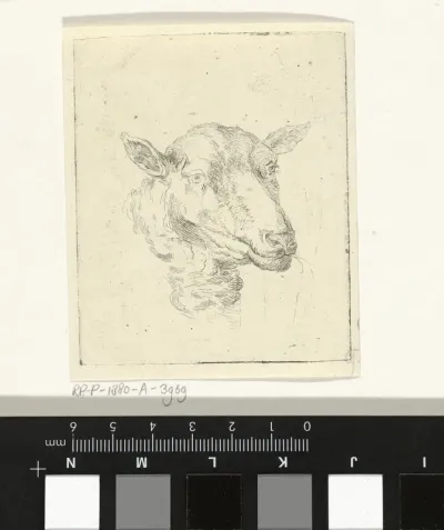 Kop van een schaap