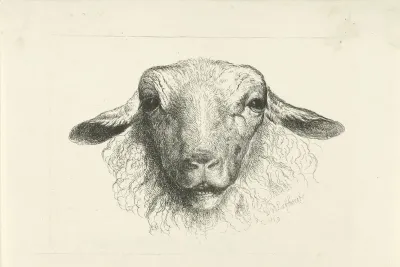 Kop van een schaap, van voren