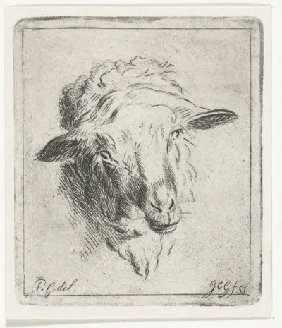 Kop van een schaap