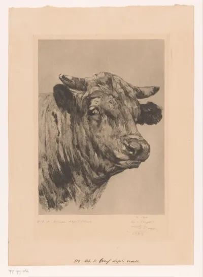 Kop van een stier
