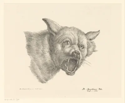 Kop van een wolf of hond