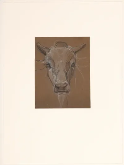 Kop van een Zebu, van voren
