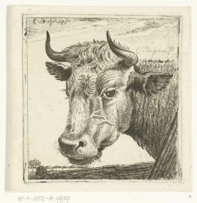 Kop van koe